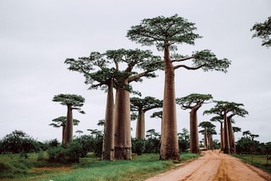 Captivea-implantation-in-Madagascar